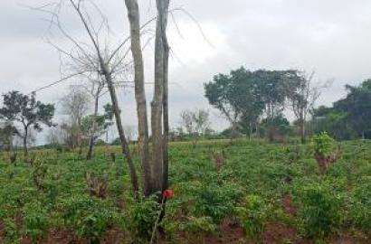 Multiple acres of land