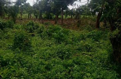 A plot of land for sale at apata Ibadan Oyo state the land is located close to road and has residential property around 2.2m asking price