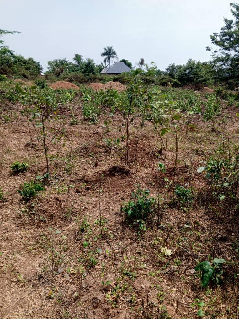 A plot of land for sale at apata Ibadan Oyo state the land is located close to road and has residential property around 2.2m asking price