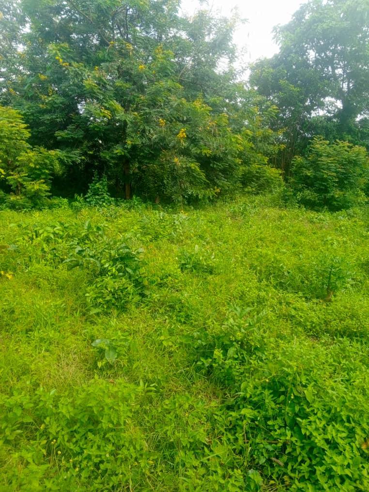 A plot of land for sale at apata Ibadan Oyo state the land is located close to road and has residential property around 2.2m asking price